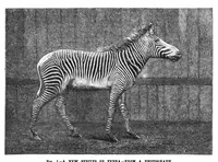 An illustration from Scientific American, Vol. 47, No. 7 (August 1882) (1882)