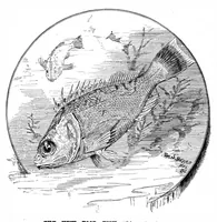 An illustration from Scientific American, Vol. 47, No. 16 (October 1882) (1882)