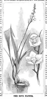 An illustration from Scientific American, Vol. 47, No. 20 (November 1882) (1882)