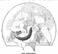 Picture 8 of 13 from Scientific American, Vol. 47, No. 20 (November 1882) (1882), leaf 8