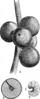 An illustration from Scientific American, Vol. 47, No. 21 (November 1882) (1882)