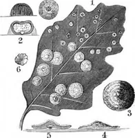 An illustration from Scientific American, Vol. 47, No. 21 (November 1882) (1882)