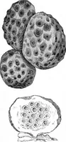 An illustration from Scientific American, Vol. 47, No. 21 (November 1882) (1882)