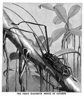 Picture 8 of 10 from Scientific American, Vol. 47, No. 25 (December 1882) (1882), leaf 8