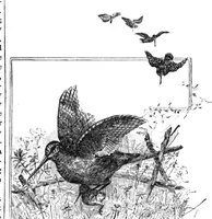 An illustration from Scientific American, Vol. 47, No. 25 (December 1882) (1882)