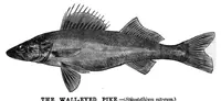 An illustration from Scientific American, Vol. 48, No. 2 (January 1883) (1883)