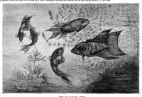 An illustration from Scientific American, Vol. 48, No. 15 (April 1883) (1883)