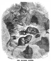 Picture 5 of 5 from Scientific American, Vol. 48, No. 21 (May 1883) (1883), leaf 8