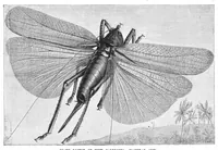 An illustration from Scientific American, Vol. 48, No. 24 (June 1883) (1883)