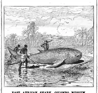 Picture 10 of 14 from Scientific American, Vol. 49, No. 2 (July 1883) (1883), leaf 8