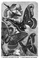 Picture 8 of 11 from Scientific American, Vol. 49, No. 3 (July 1883) (1883), leaf 8