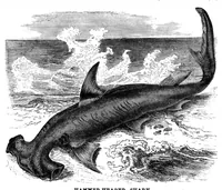An illustration from Scientific American, Vol. 49, No. 10 (September 1883) (1883)