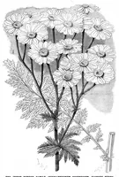 Picture 10 of 12 from Scientific American, Vol. 49, No. 13 (September 1883) (1883), leaf 8
