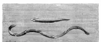 An illustration from Scientific American, Vol. 49, No. 14 (October 1883) (1883)