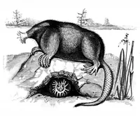 An illustration from Scientific American, Vol. 49, No. 14 (October 1883) (1883)