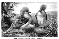 Picture 9 of 12 from Scientific American, Vol. 49, No. 15 (October 1883) (1883), leaf 8