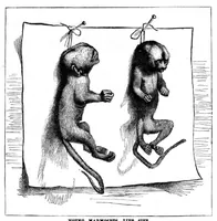 An illustration from Scientific American, Vol. 49, No. 22 (December 1883) (1883)