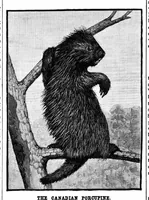 An illustration from Scientific American, Vol. 49, No. 22 (December 1883) (1883)