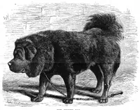 Picture 8 of 11 from Scientific American, Vol. 50, No. 2 (January 1884) (1884), leaf 8