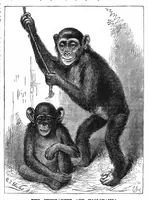 An illustration from Scientific American, Vol. 50, No. 3 (January 1884) (1884)