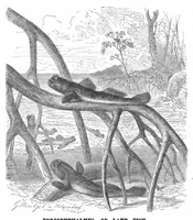 Picture 8 of 12 from Scientific American, Vol. 50, No. 7 (February 1884) (1884), leaf 8