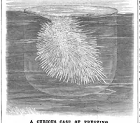 Picture 9 of 12 from Scientific American, Vol. 50, No. 7 (February 1884) (1884), leaf 8
