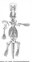 An illustration from Scientific American, Vol. 50, No. 11 (March 1884) (1884)