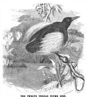 An illustration from Scientific American, Vol. 50, No. 12 (March 1884) (1884)
