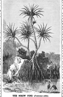 Picture 8 of 13 from Scientific American, Vol. 50, No. 20 (May 1884) (1884), leaf 7