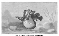 An illustration from Scientific American, Vol. 50, No. 25 (June 1884) (1884)
