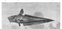An illustration from Scientific American, Vol. 50, No. 25 (June 1884) (1884)
