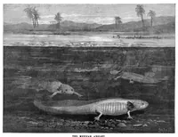 An illustration from Scientific American, Vol. 51, No. 1 (July 1884) (1884)