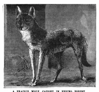 Picture 12 of 17 from Scientific American, Vol. 51, No. 10 (September 1884) (1884), leaf 9