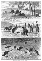 An illustration from Scientific American, Vol. 51, No. 11 (September 1884) (1884)