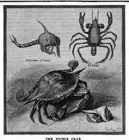 An illustration from Scientific American, Vol. 51, No. 14 (October 1884) (1884)