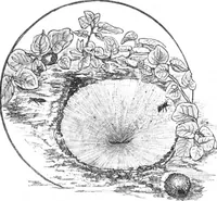 An illustration from Scientific American, Vol. 51, No. 15 (October 1884) (1884)