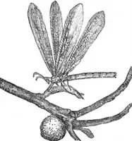 An illustration from Scientific American, Vol. 51, No. 15 (October 1884) (1884)