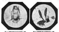 Picture 11 of 14 from Scientific American, Vol. 51, No. 18 (November 1884) (1884), leaf 8