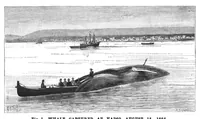 An illustration from Scientific American, Vol. 52, No. 20 (May 1885) (1885)