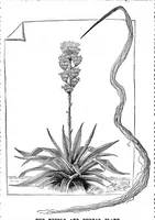 An illustration from Scientific American, Vol. 52, No. 26 (June 1885) (1885)