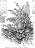 An illustration from Scientific American, Vol. 53, No. 5 (August 1885) (1885)