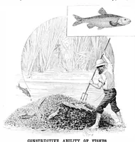 An illustration from Scientific American, Vol. 53, No. 14 (October 1885) (1885)