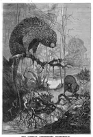 An illustration from Scientific American, Vol. 53, No. 20 (November 1885) (1885)