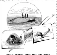 An illustration from Scientific American, Vol. 54, No. 2 (January 1886) (1886)