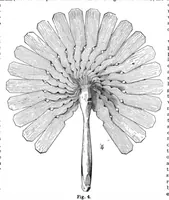 Picture 12 of 12 from Scientific American, Vol. 54, No. 5 (January 1886) (1886), leaf 10