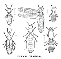 Picture 11 of 12 from Scientific American, Vol. 54, No. 5 (January 1886) (1886), leaf 8