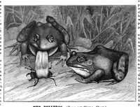 An illustration from Scientific American, Vol. 54, No. 7 (February 1886) (1886)