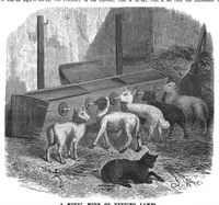 Picture 13 of 16 from Scientific American, Vol. 54, No. 18 (May 1886) (1886), leaf 10