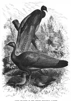 An illustration from Scientific American, Vol. 54, No. 20 (May 1886) (1886)
