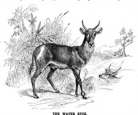 Picture 9 of 11 from Scientific American, Vol. 54, No. 26 (June 1886) (1886), leaf 8